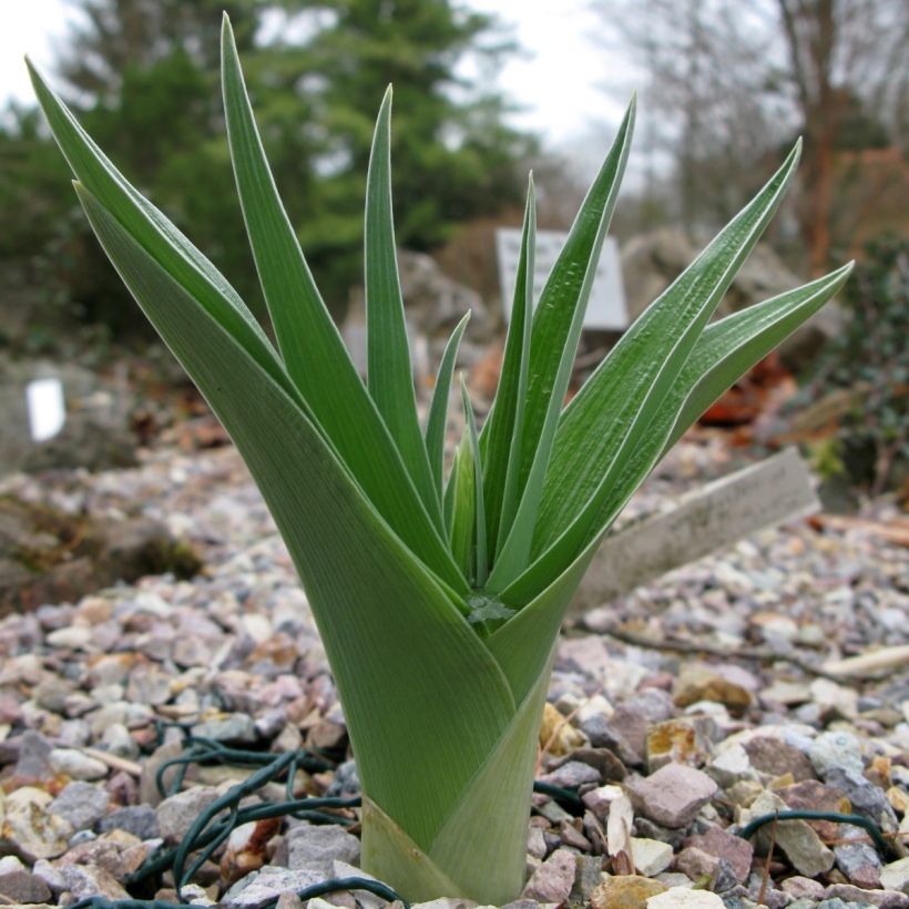 Iris magnifica alba (Follaje)