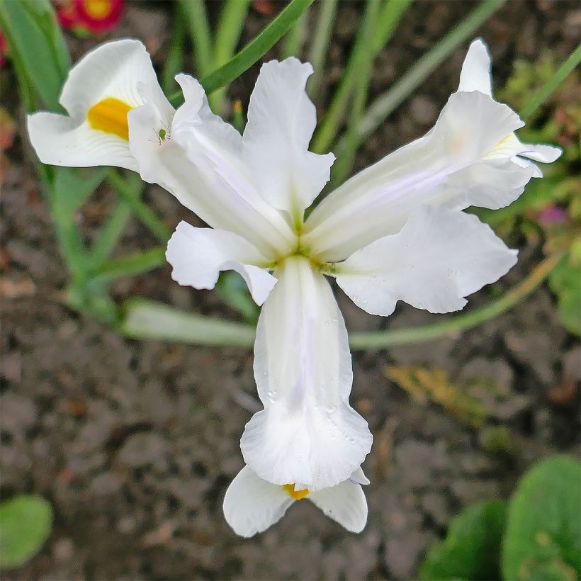 Iris magnifica alba (Floración)