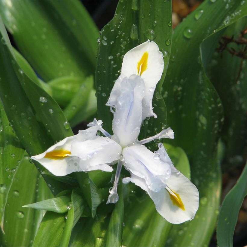 Iris magnifica alba (Porte)