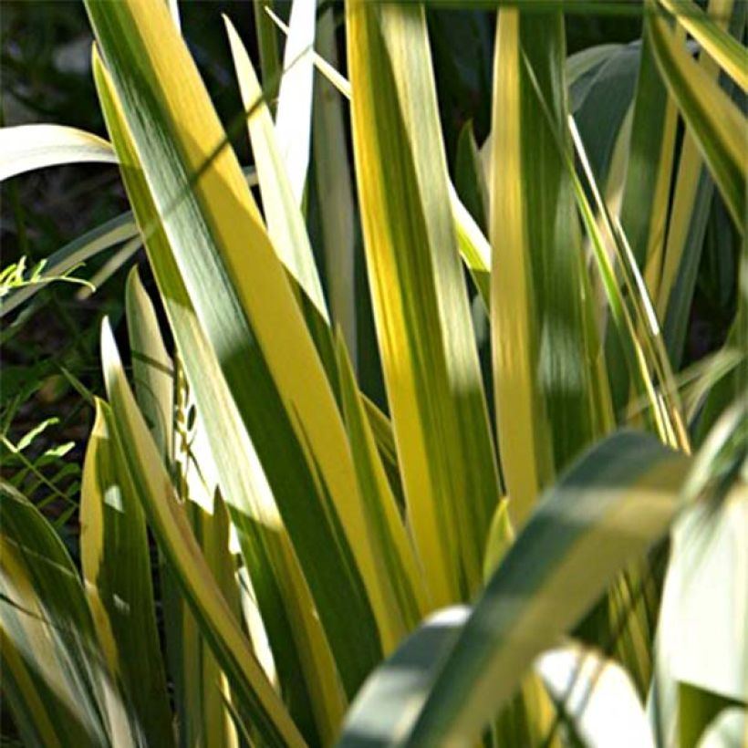 Iris pallida Variegata (Follaje)