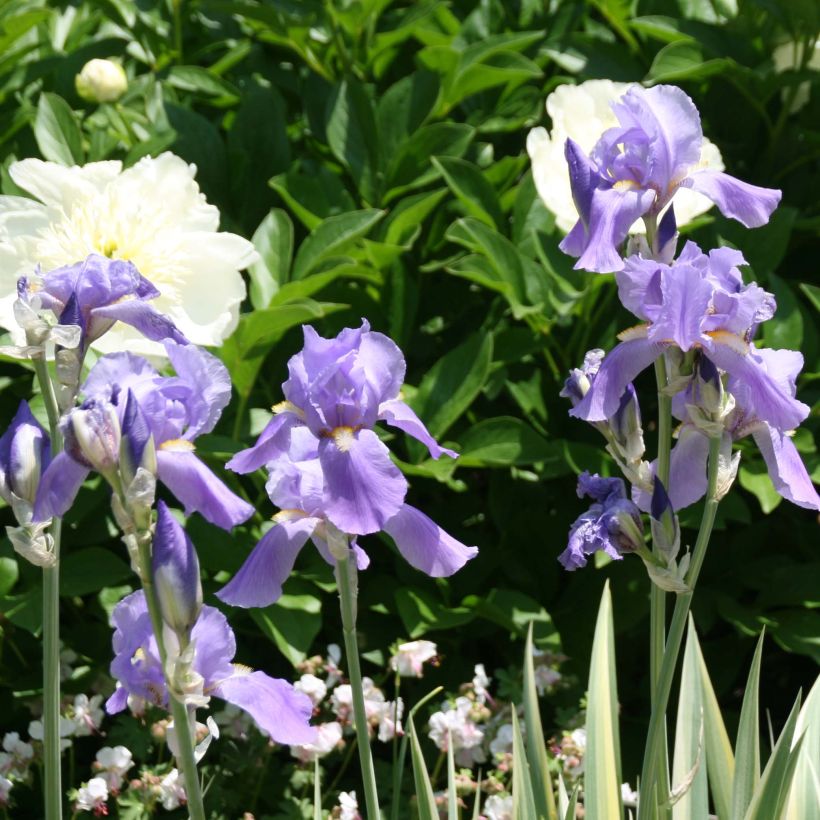 Iris pallida Variegata (Floración)