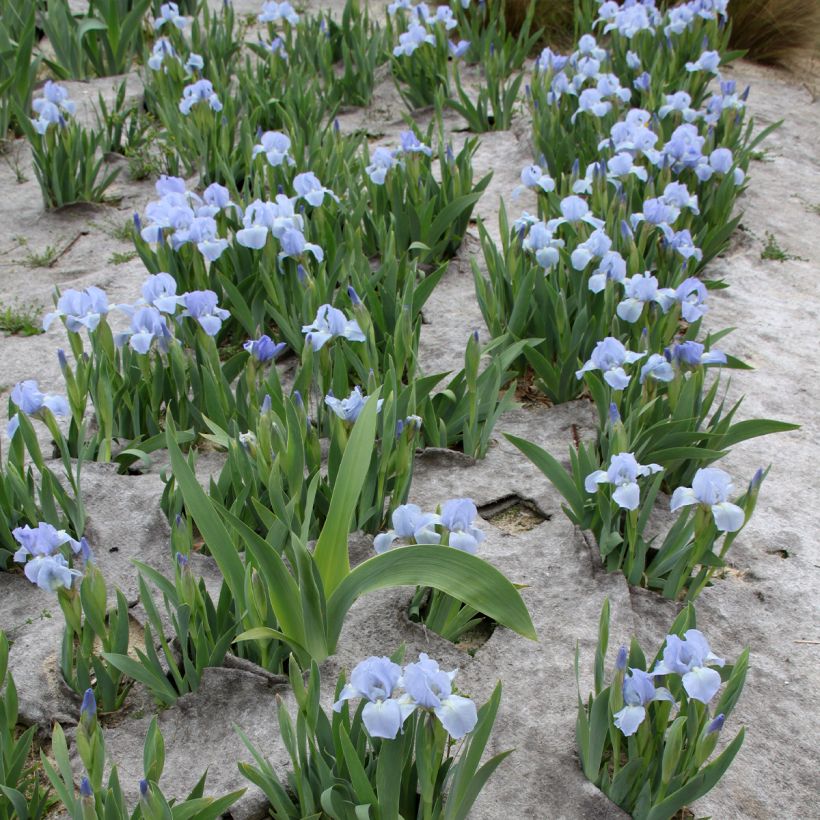 Iris pigmeo ​Azurea - Iris pumila (Porte)