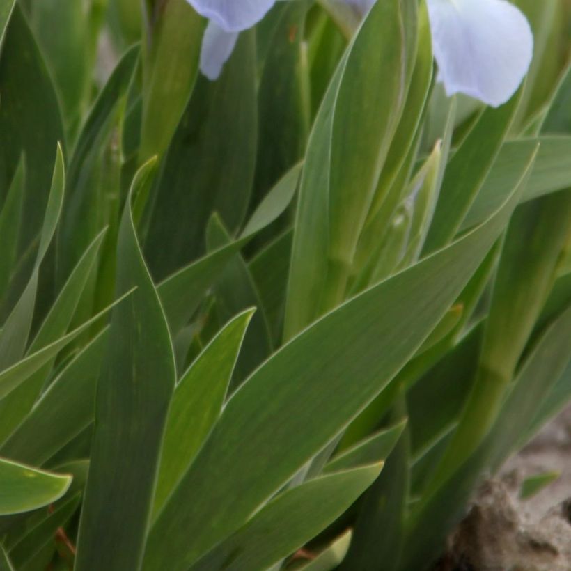 Iris pigmeo​ Blue Denim - Iris pumila (Follaje)