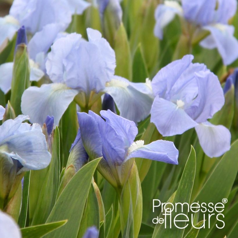 Iris pigmeo​ Blue Denim - Iris pumila (Floración)