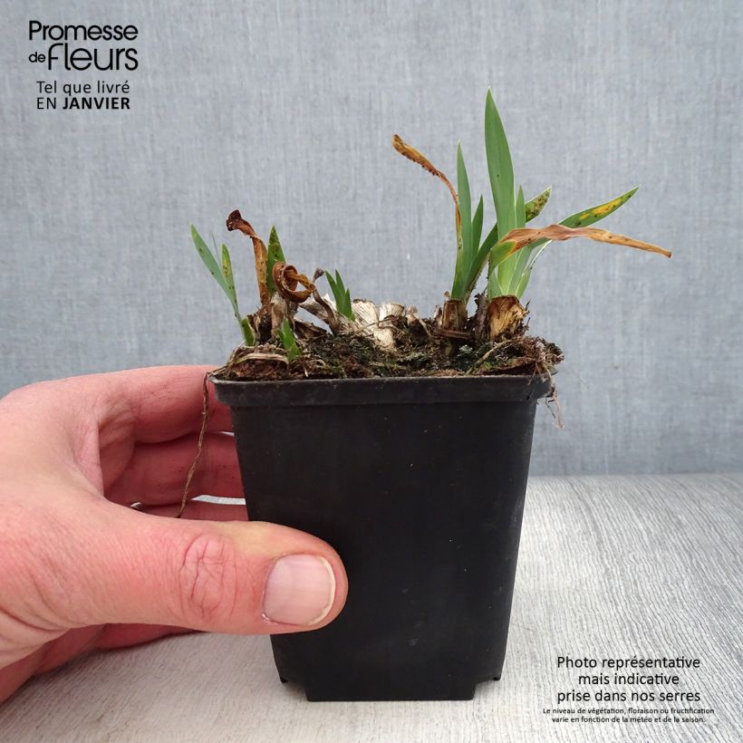 Iris pumila Brannigan - Iris nain ou de rocaille Rhizome ou godet Ejemplar entregado en invierno