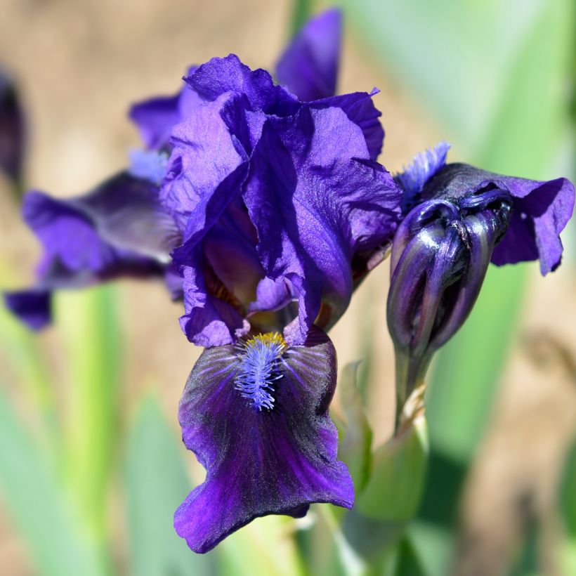 Iris pigmeo​ Brannigan - Iris pumila (Floración)