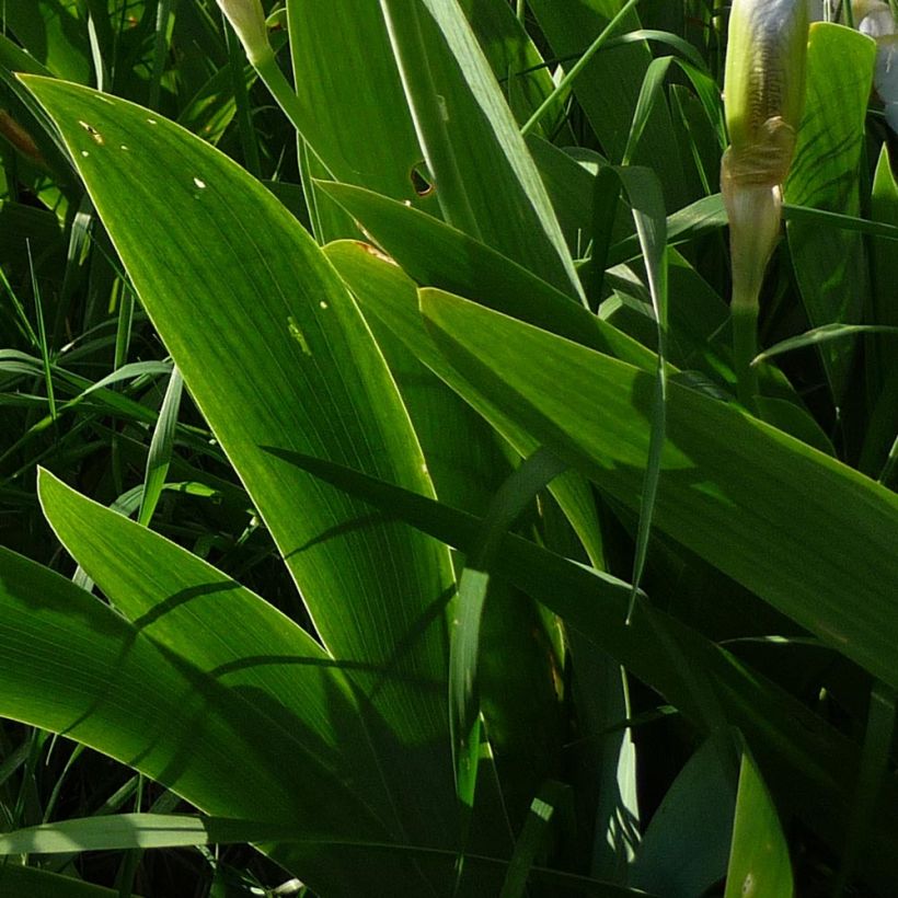 Iris pigmeo​ Bright White - Iris pumila (Follaje)