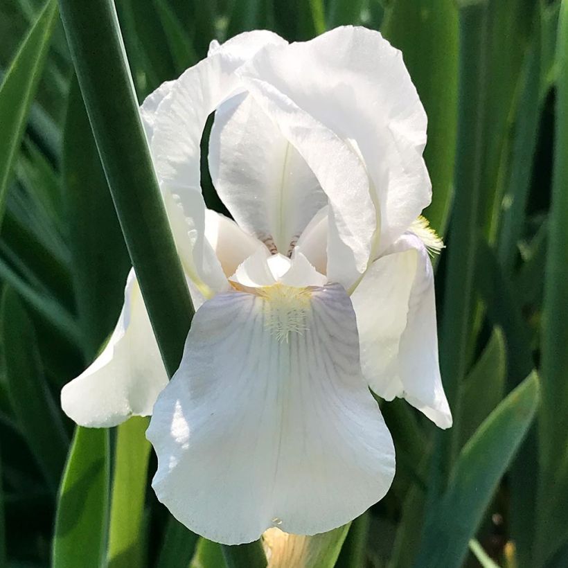 Iris pigmeo​ Bright White - Iris pumila (Floración)