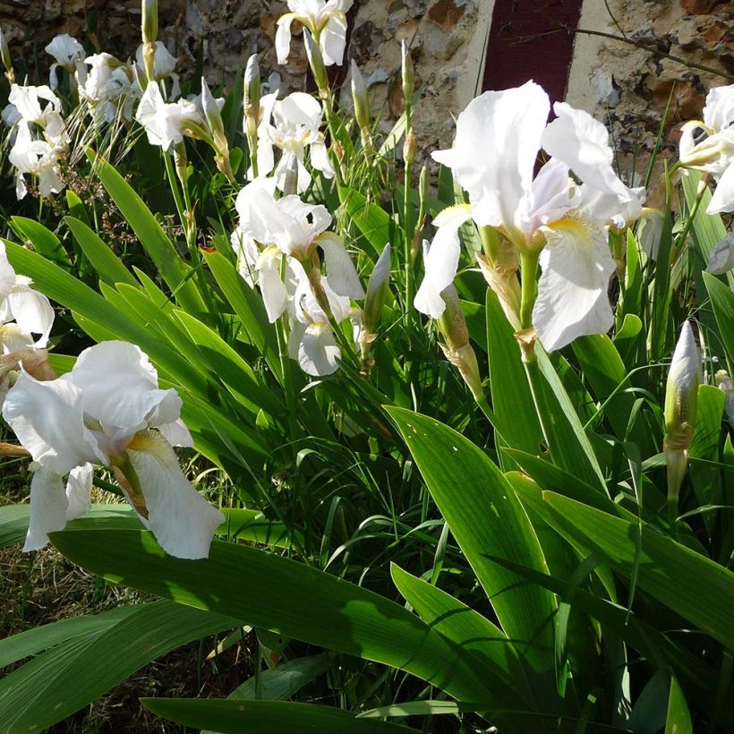 Iris pigmeo​ Bright White - Iris pumila (Porte)