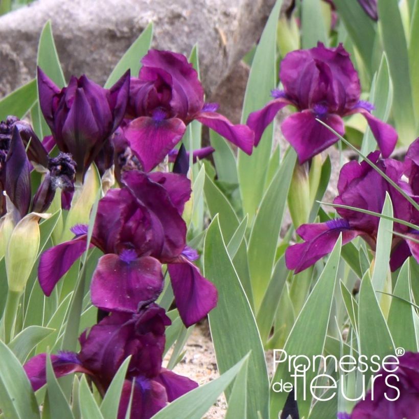 Iris pigmeo​ Cherry Garden - Iris pumila (Follaje)