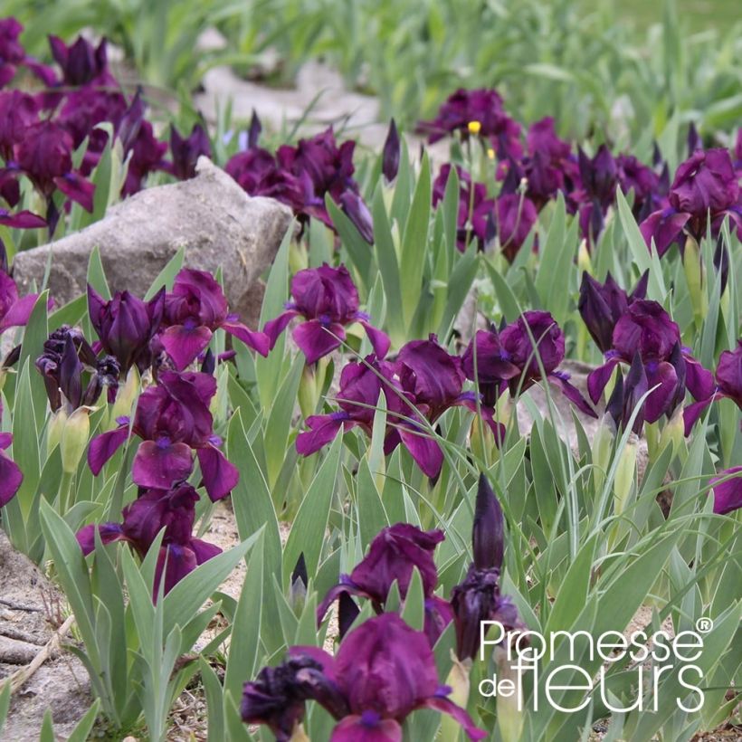 Iris pigmeo​ Cherry Garden - Iris pumila (Porte)