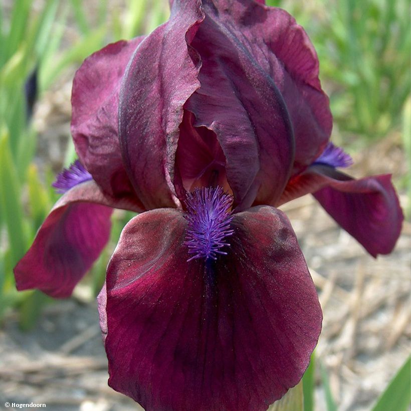 Iris pigmeo​ Cherry Garden - Iris pumila (Floración)