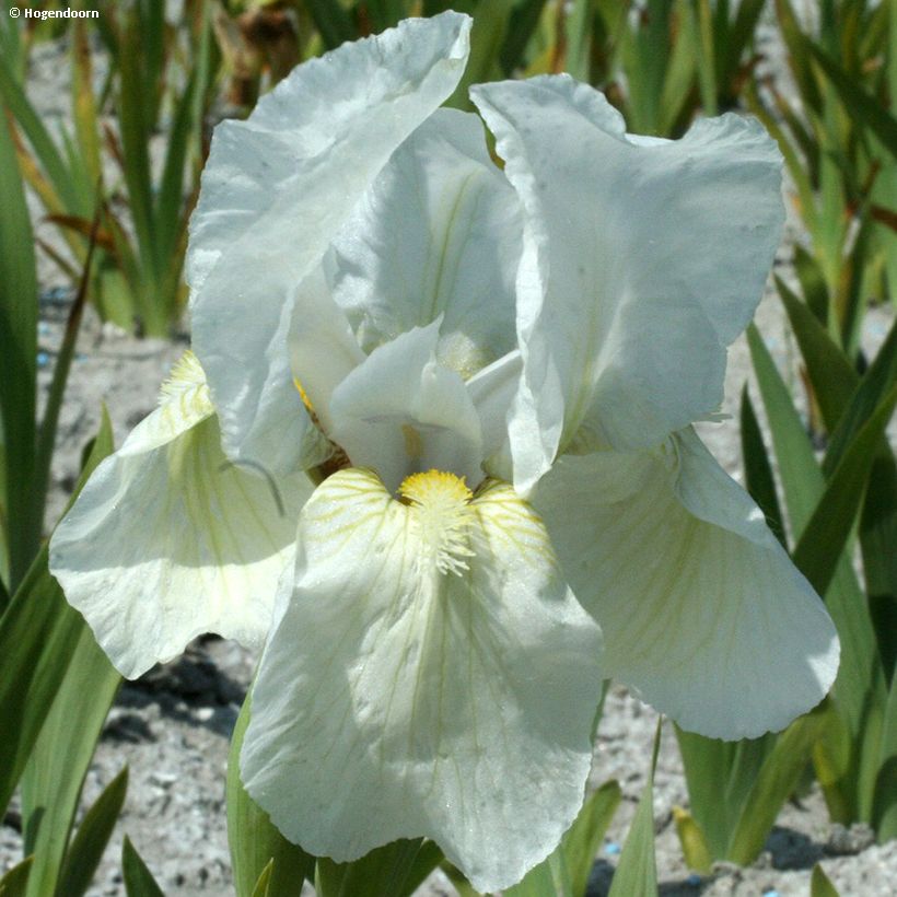 Iris pigmeo​ Dream Stuff - Iris pumila (Floración)