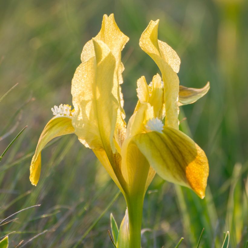 Iris pigmeo​ Yellow - Iris pumila (Floración)