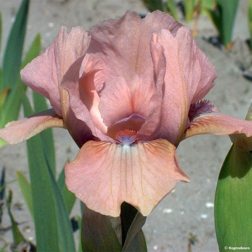 Iris pigmeo​ Volts - Iris pumila (Floración)