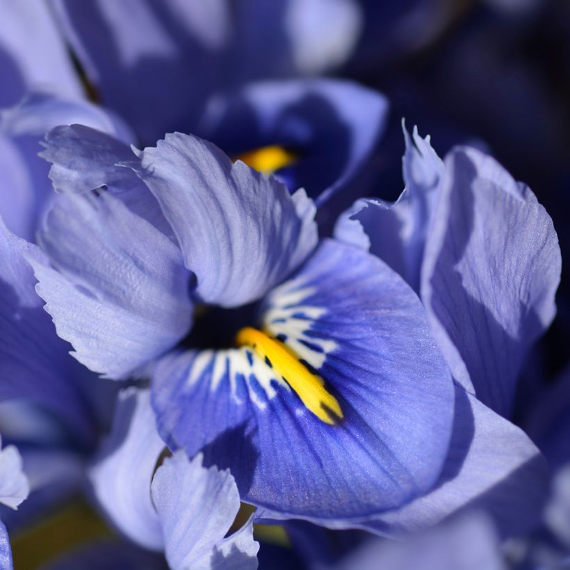 Iris reticulata Alida - Lirio (Floración)