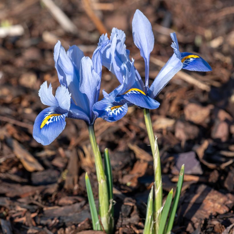 Iris reticulata Alida - Lirio (Porte)