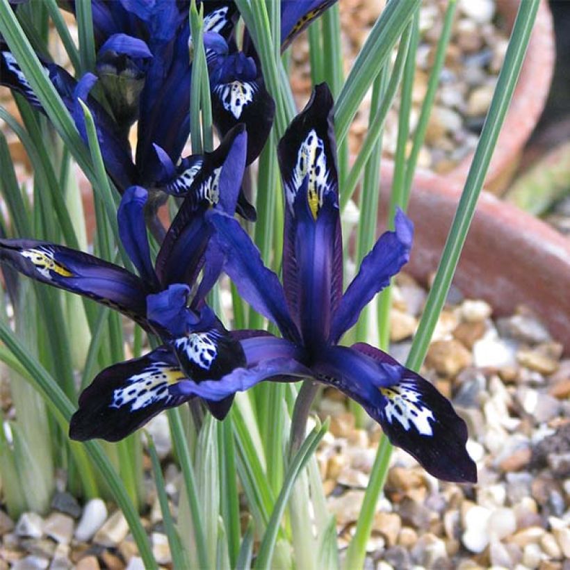 Iris reticulata Blue Note - Lirio (Floración)