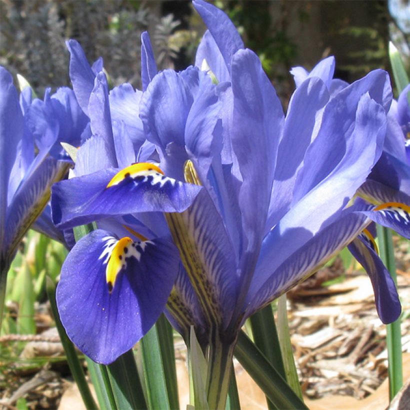 Iris reticulata Cantab - Lirio (Floración)