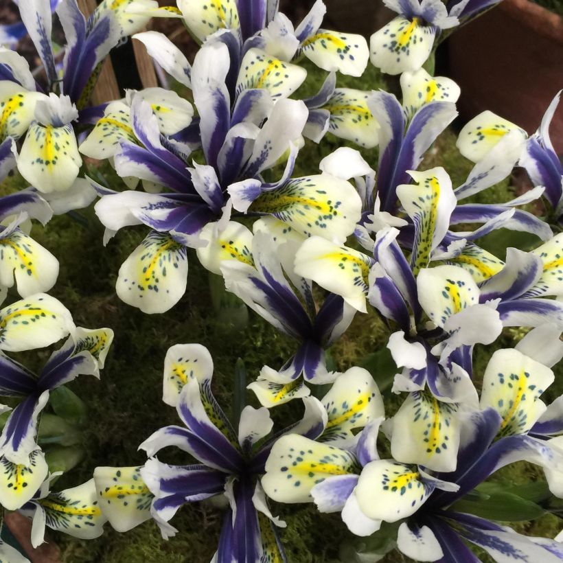 Iris reticulata Eyecatcher - Lirio (Floración)