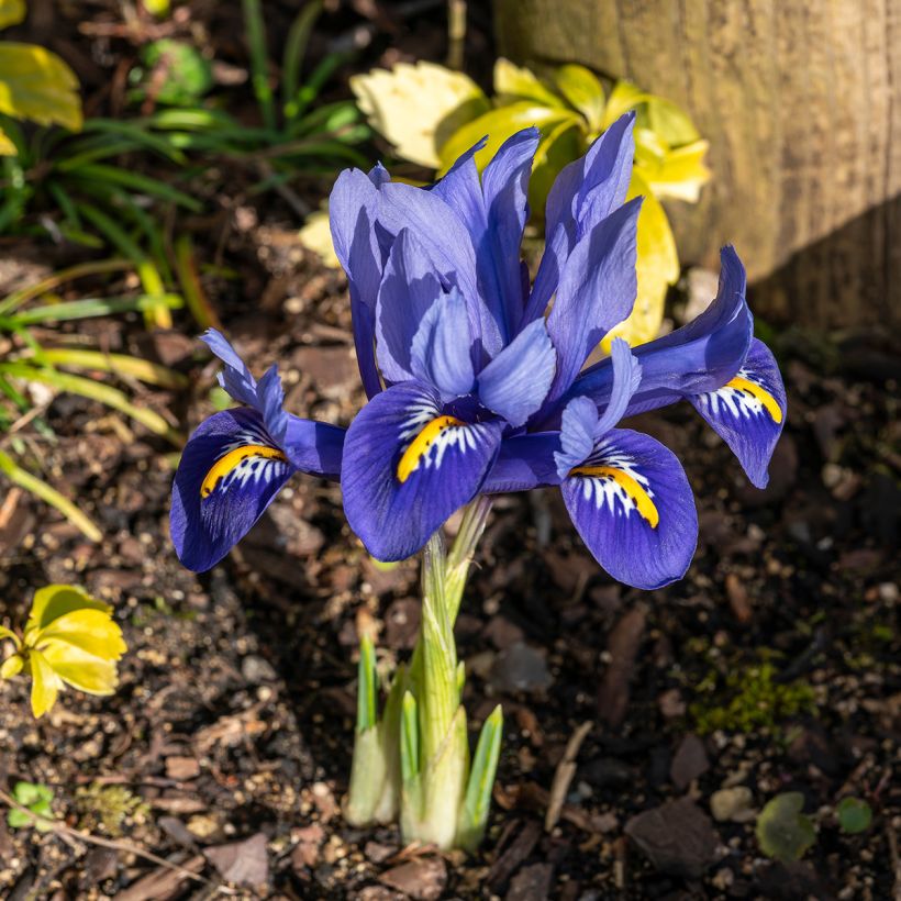 Iris reticulata Harmony - Lirio (Porte)