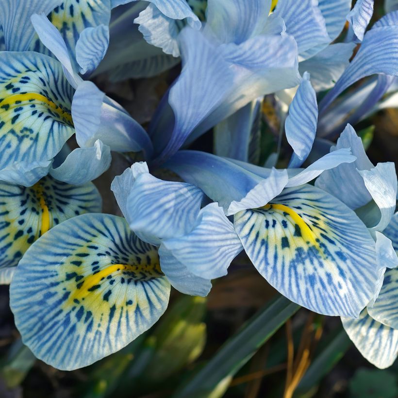 Iris reticulata Katharina Hodgkin - Lirio (Floración)