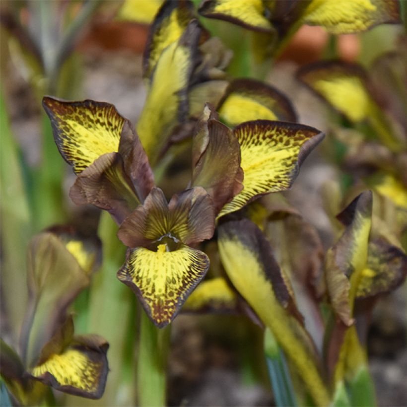 Iris reticulata Mars Landing - Lirio (Floración)