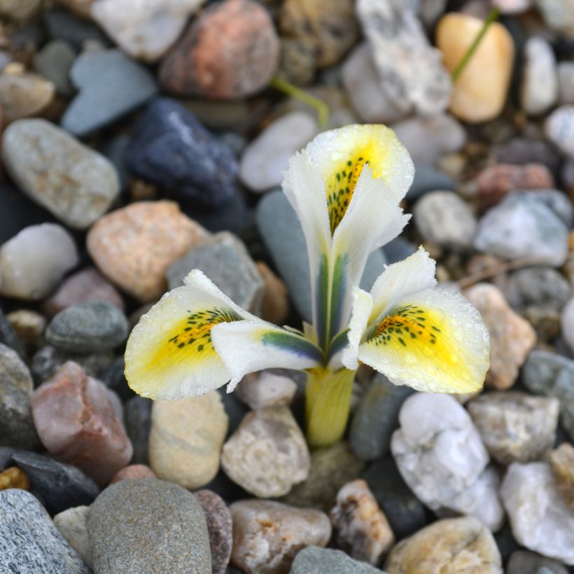 Iris reticulata North Star - Lirio (Floración)