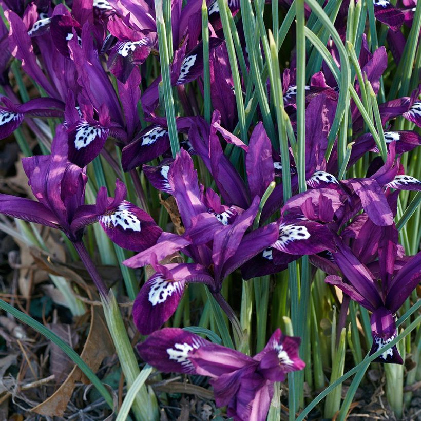 Iris reticulata Pauline - Iris réticulé (Porte)