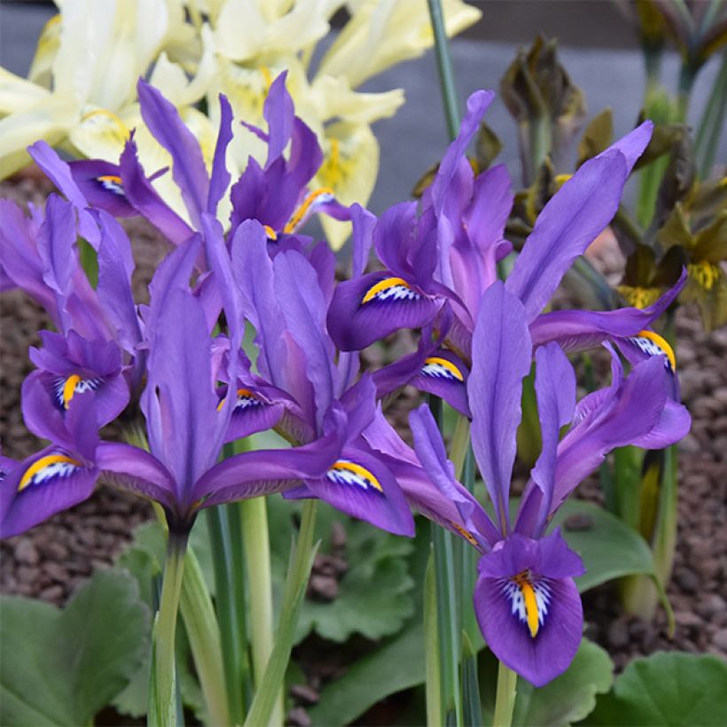 Iris reticulata Scent Sational - Lirio (Floración)