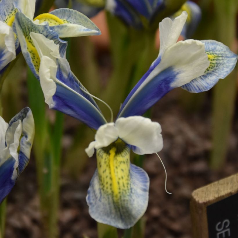 Iris reticulata Sea Breeze - Lirio (Floración)