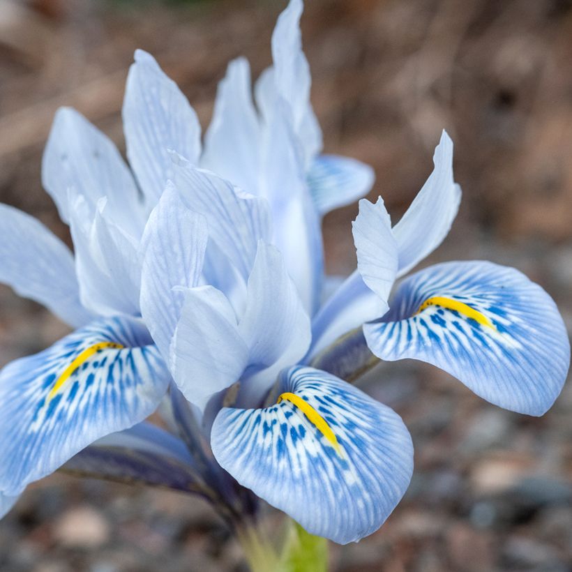 Iris  reticulata Sheila Ann Germaney - Iris réticulé (Floración)