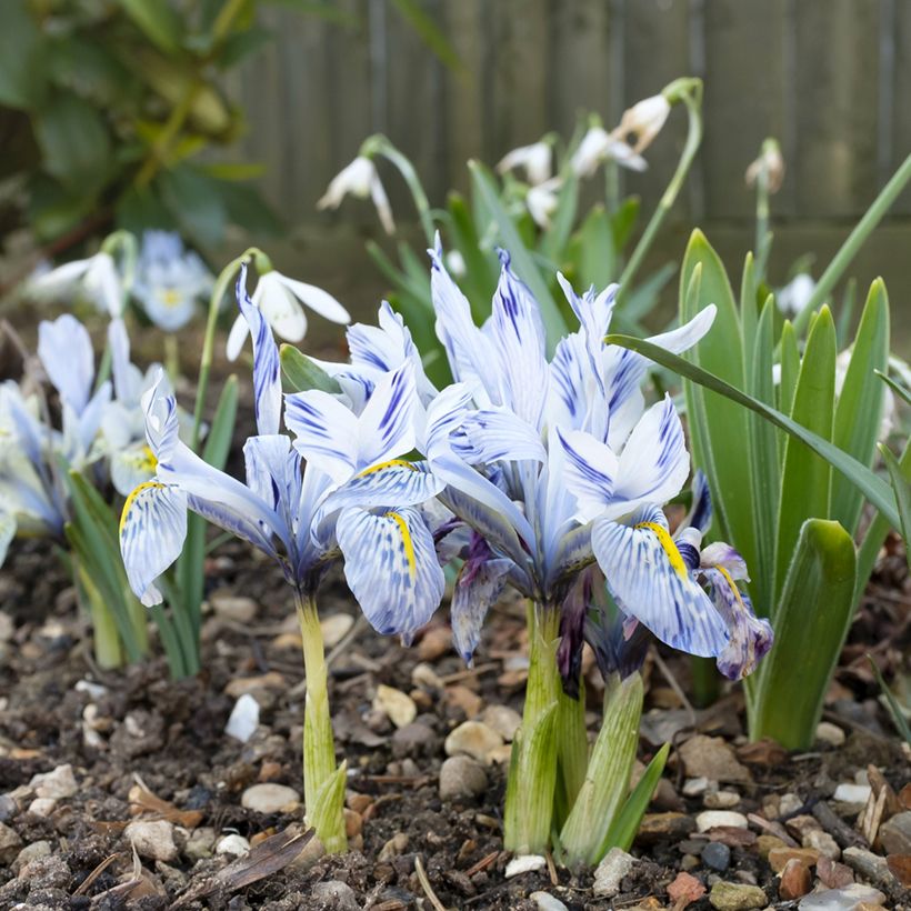 Iris  reticulata Sheila Ann Germaney - Iris réticulé (Porte)