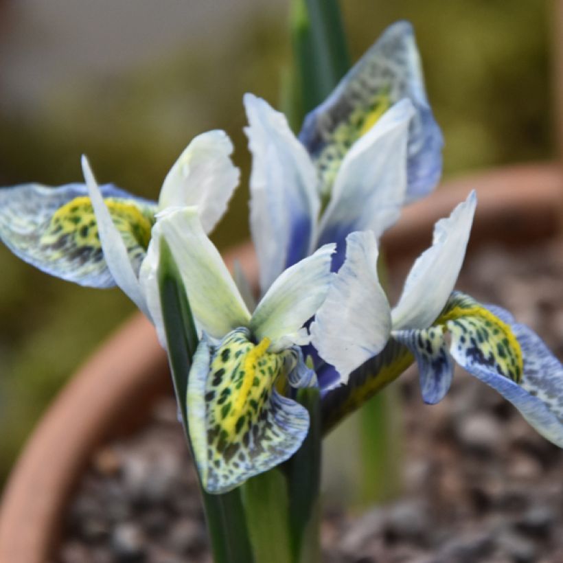 Iris reticulata Splish Splash - Lirio (Floración)