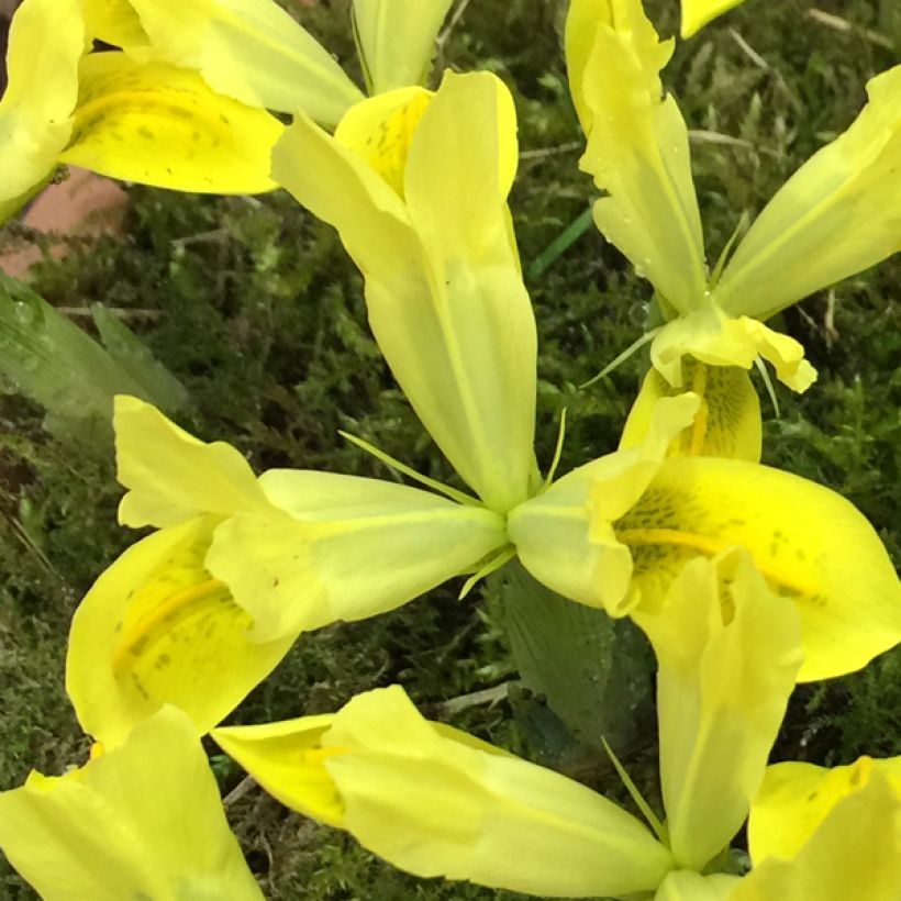 Iris reticulata Sunshine - Lirio (Floración)