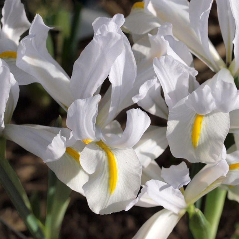 Iris reticulata White Caucasus - Lirio (Floración)