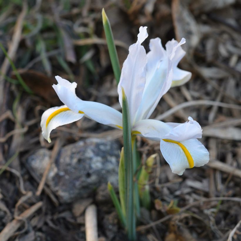 Iris reticulata White Caucasus - Lirio (Porte)