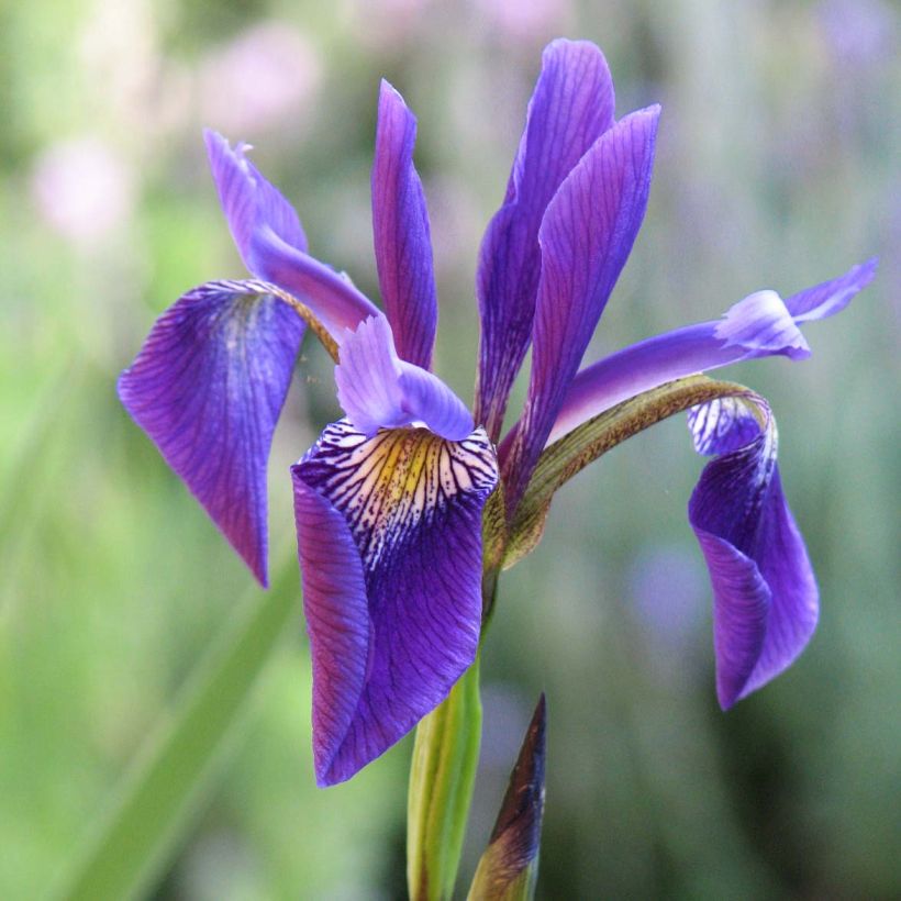 Iris robusta Dark Aura (Floración)