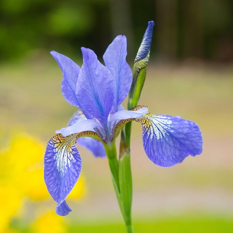 Lirio de Siberia Blue Moon - Iris sibirica (Floración)