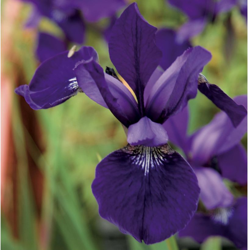 Lirio de Siberia Caesar's Brother - Iris sibirica (Floración)