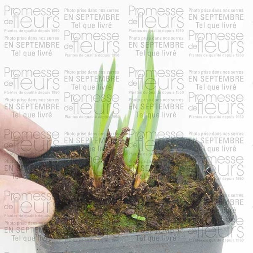 Ejemplo de ejemplar de Lirio de Siberia Moon Silk - Iris sibirica Maceta de 8/9 cm tal y como se entrega