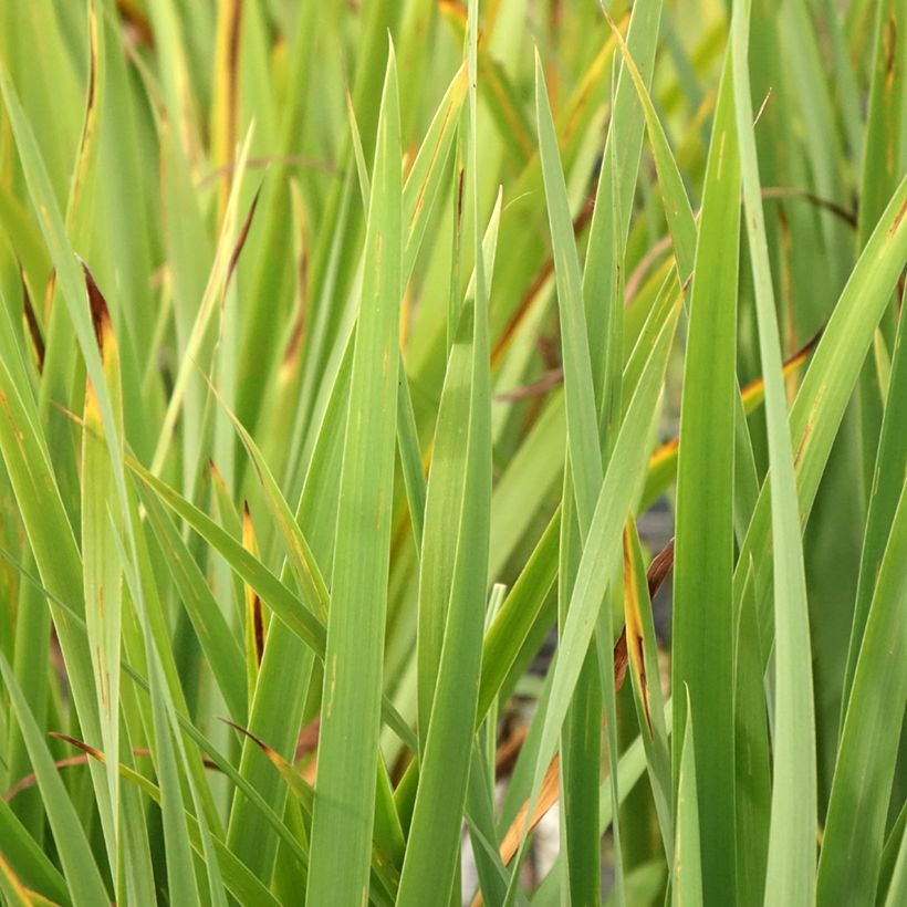 Lirio de Siberia Purplelicious - Iris sibirica (Follaje)