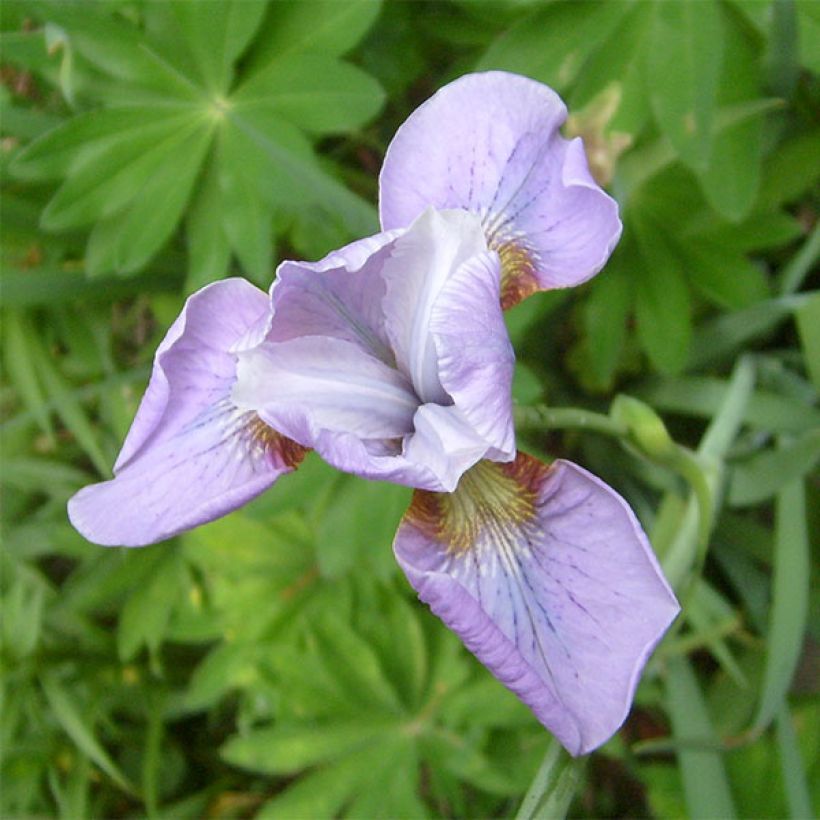 Lirio de Siberia Rikugi Sakura - Iris sibirica (Floración)