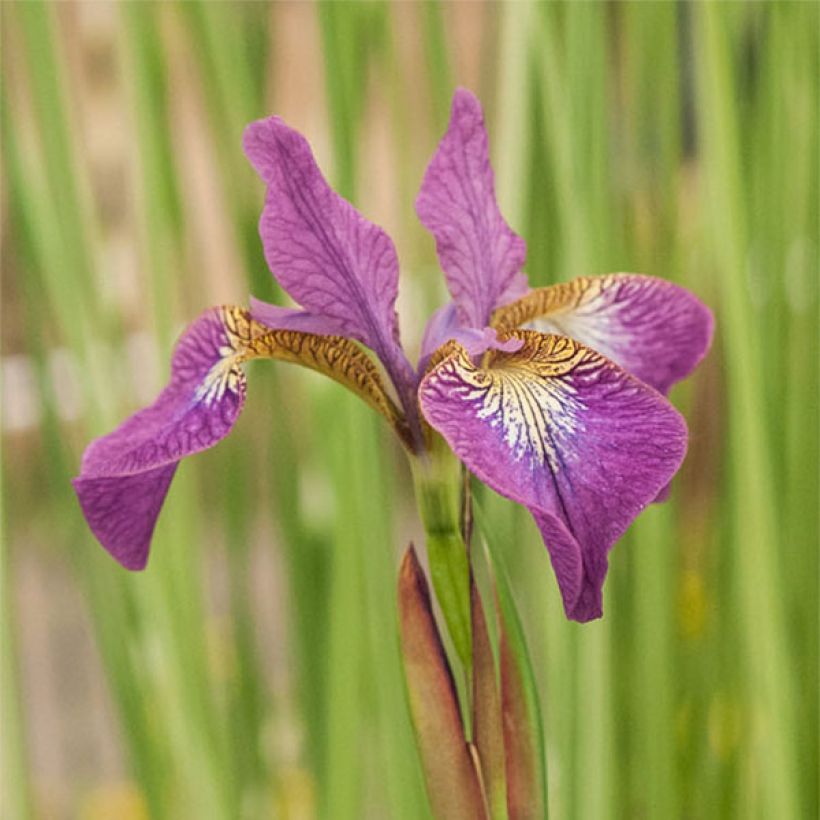 Lirio de Siberia Sparkling Rose - Iris sibirica (Floración)