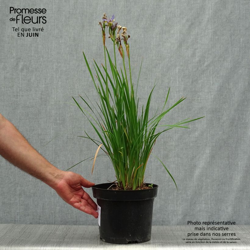 Ejemplar de Lirio de Siberia Tipped in Blue - Iris sibirica Maceta 4L/5L entregado en verano