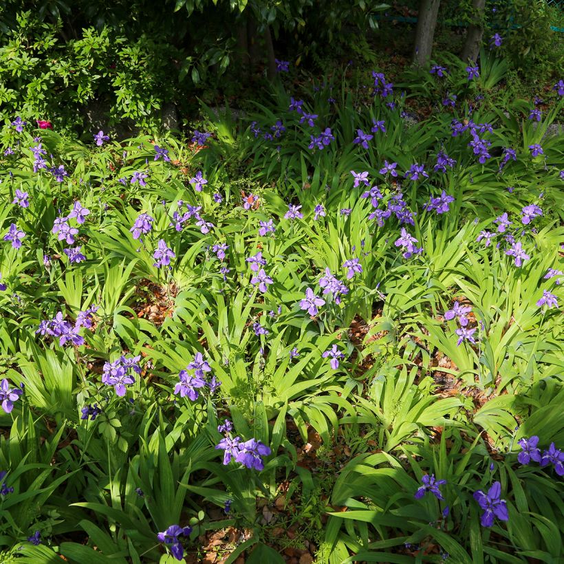 Iris de tejado - Iris tectorum (Porte)