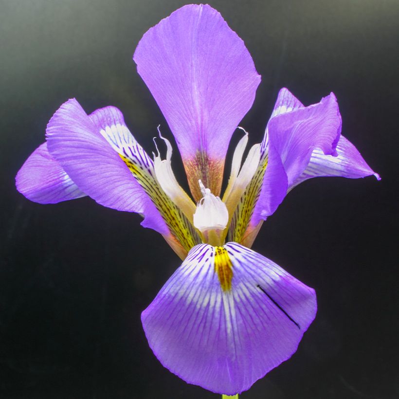 Iris unguicularis - Lirio de Argelia (Floración)