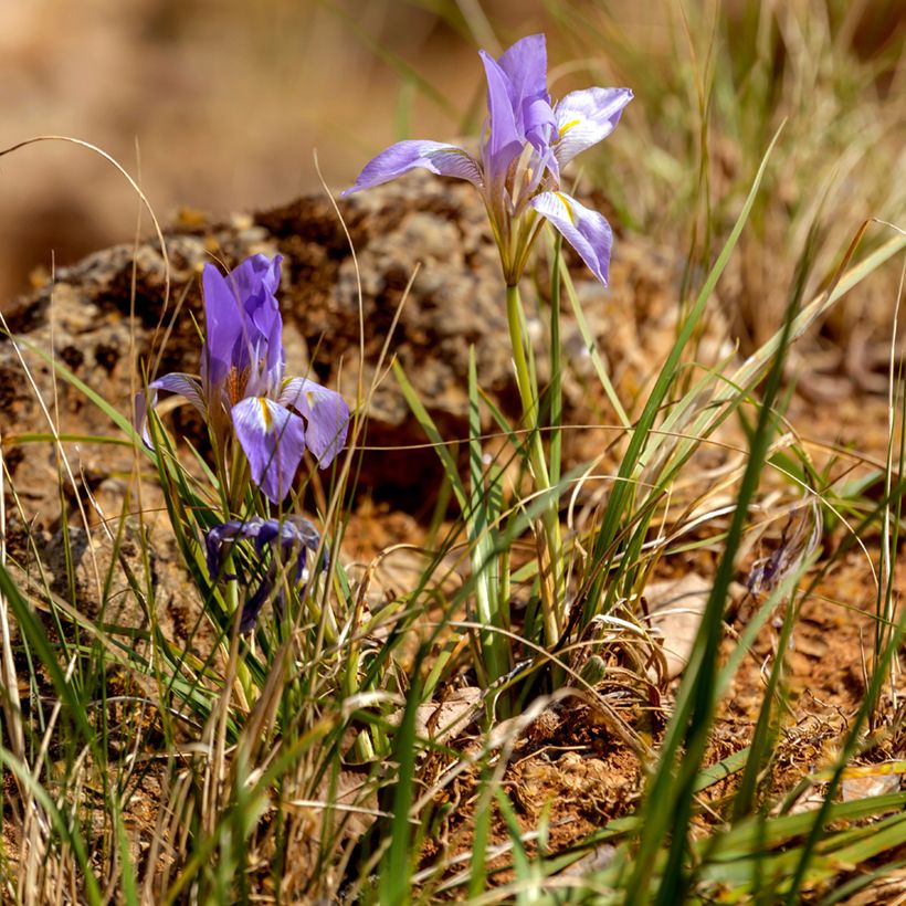 Iris unguicularis - Lirio de Argelia (Porte)