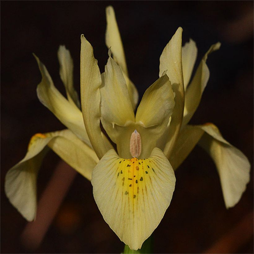 Iris winogradowii (Floración)