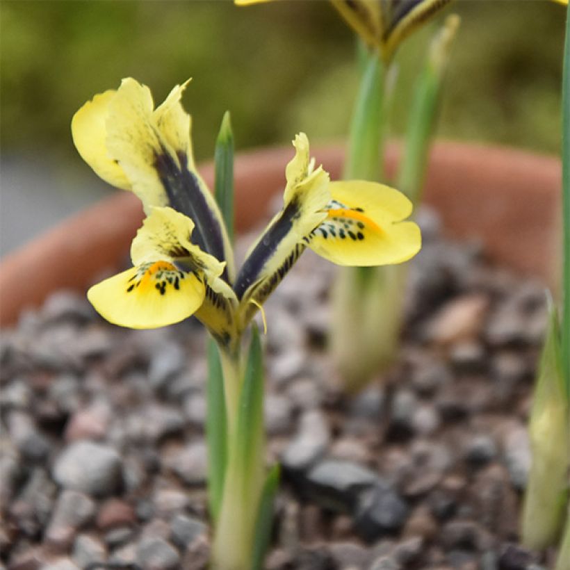 Iris reticulata Orange Glow - Lirio (Porte)